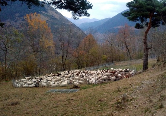 Sheep in a pen in the Catalan countryside to protect them from bears (September 14 courtesy of the Catalan government)